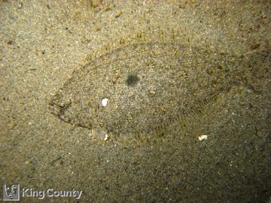 Photo of Speckled Sanddab - Citharichthys stigmaeus